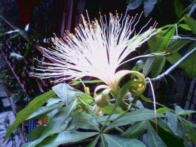 张大爷家的发财树开花结果,种子送给邻居,满