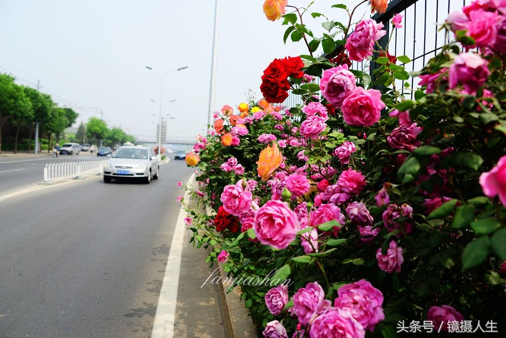 五月京城环路是用月季编织的大花环,一路鲜花