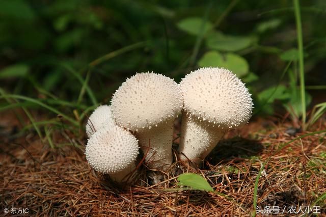 你知道吗？农村最不起眼的这种植物，市场上居然是“无价之宝”！