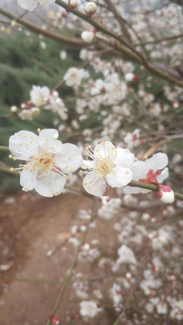 春天的脚步近了！平顶山白龟湖湿地公园里听花开的声音！