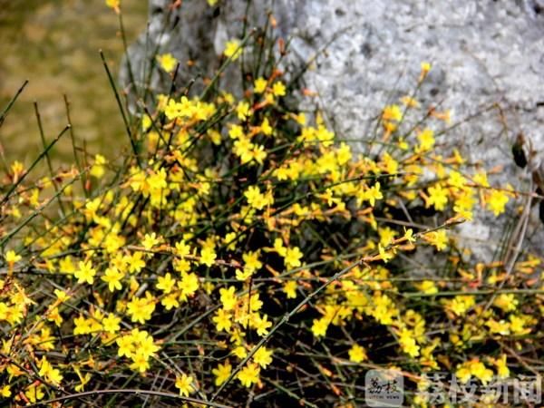 幕府山春意萌动 玉兰迎春花开柳树吐芽