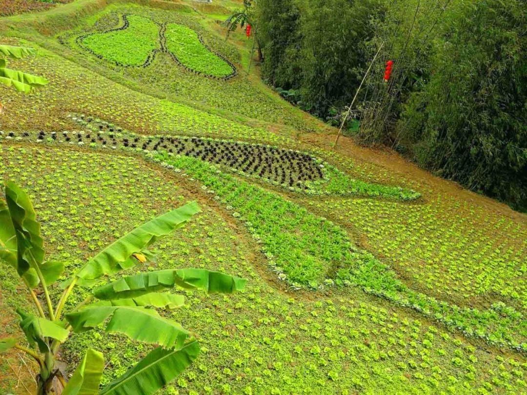 广州公园版“旅行青蛙”春节游玩最全攻略！教你玩转稻草农业公园