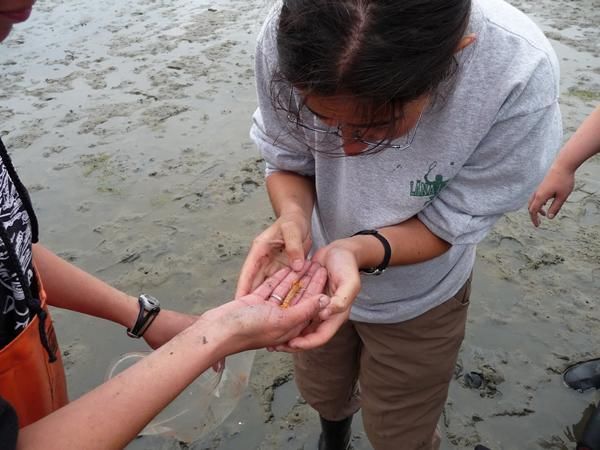 男子趴在海滩边挖洞让人不解，随后取出来的生物叫人惊奇