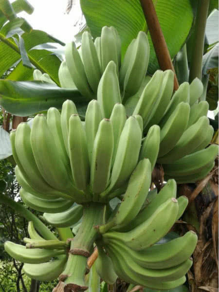 水果生长方式很奇怪,香蕉竟然头朝上?猜你不知