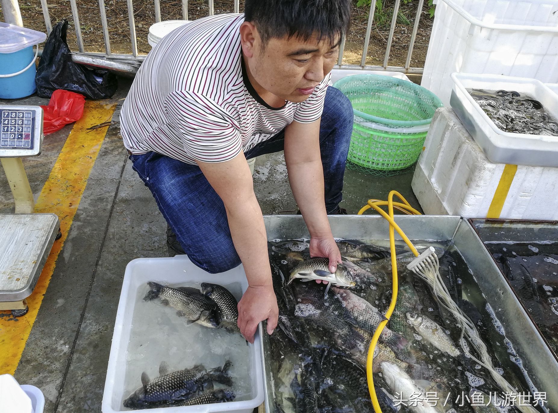 80后农村小伙儿和媳妇凌晨三点批发海鲜，城里开超市，早市卖的火