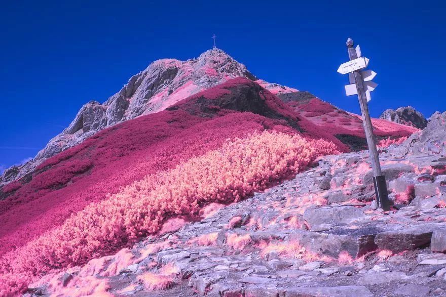 【每日美图】红外摄影里的粉红世界