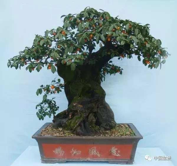 一组挂果金弹子盆景作品欣赏 感受硕果累累的