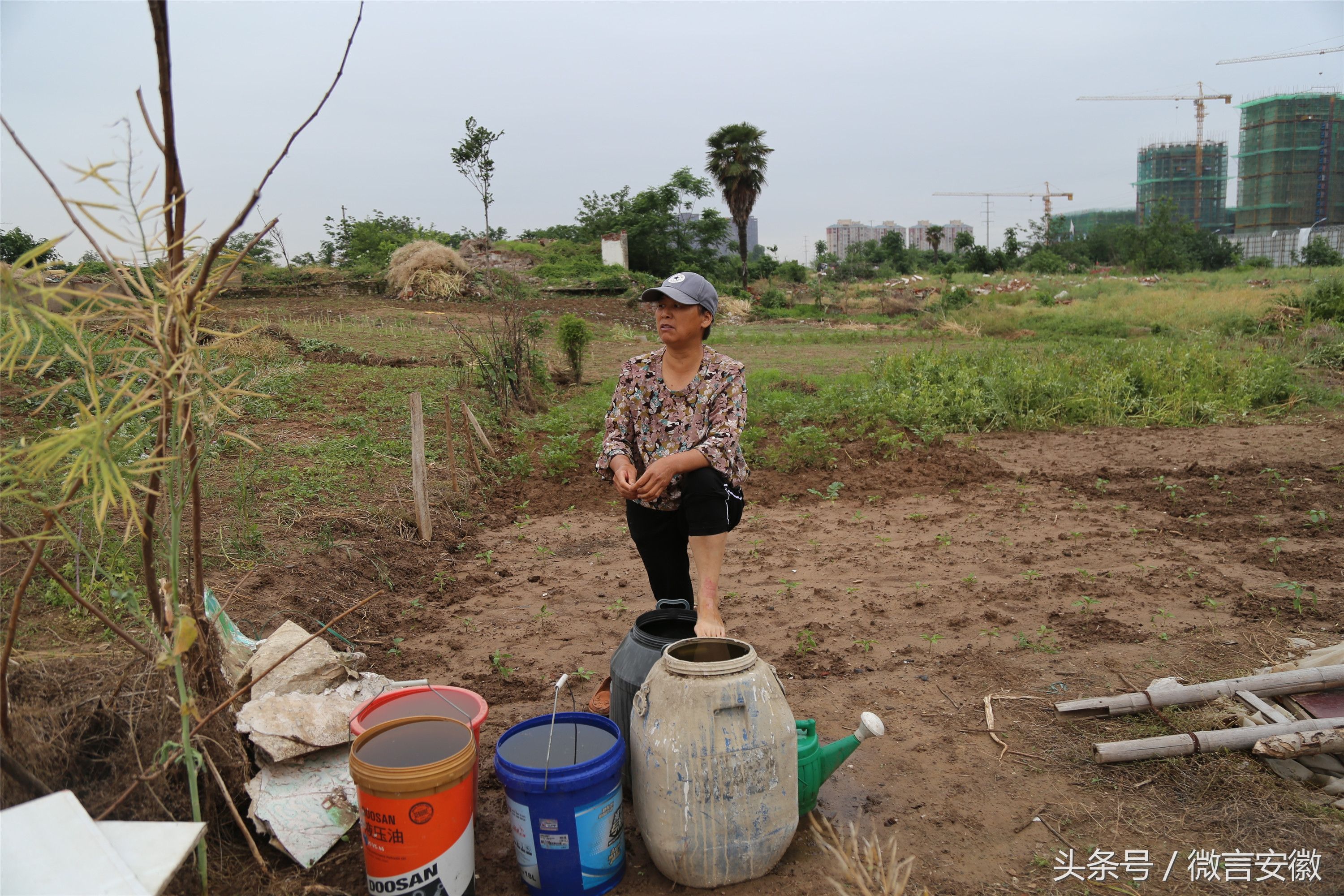 女老板故土难离赤脚种菜 拆迁获赔3套房价值百万