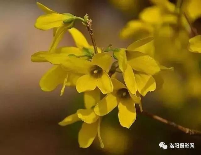 一夜春风来，春天洛阳最美赏花地请收藏