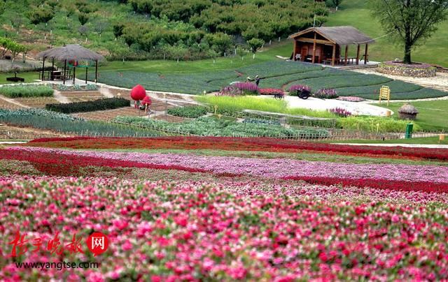 200万株四色石竹盛开 五彩“花毯”扮靓宝华山