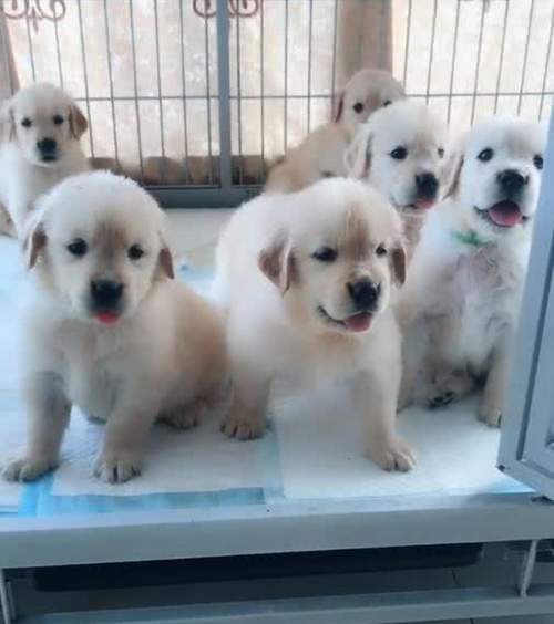 小金毛淘气老是拆家,为了让它们记住教训,主人