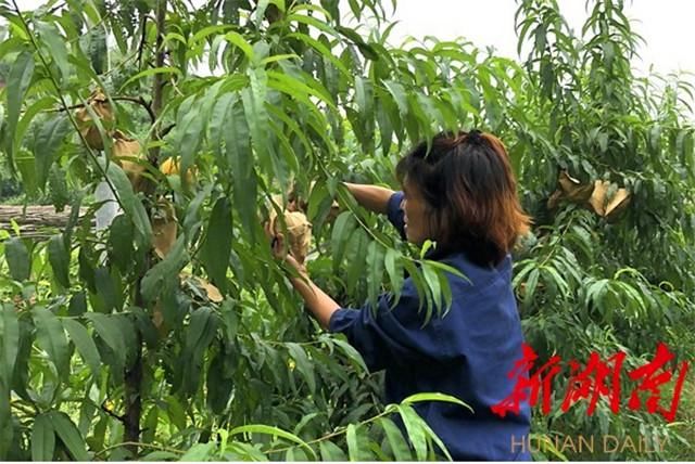 湖南衡阳:衡南150亩鲜桃滞销 女场主急寻销路