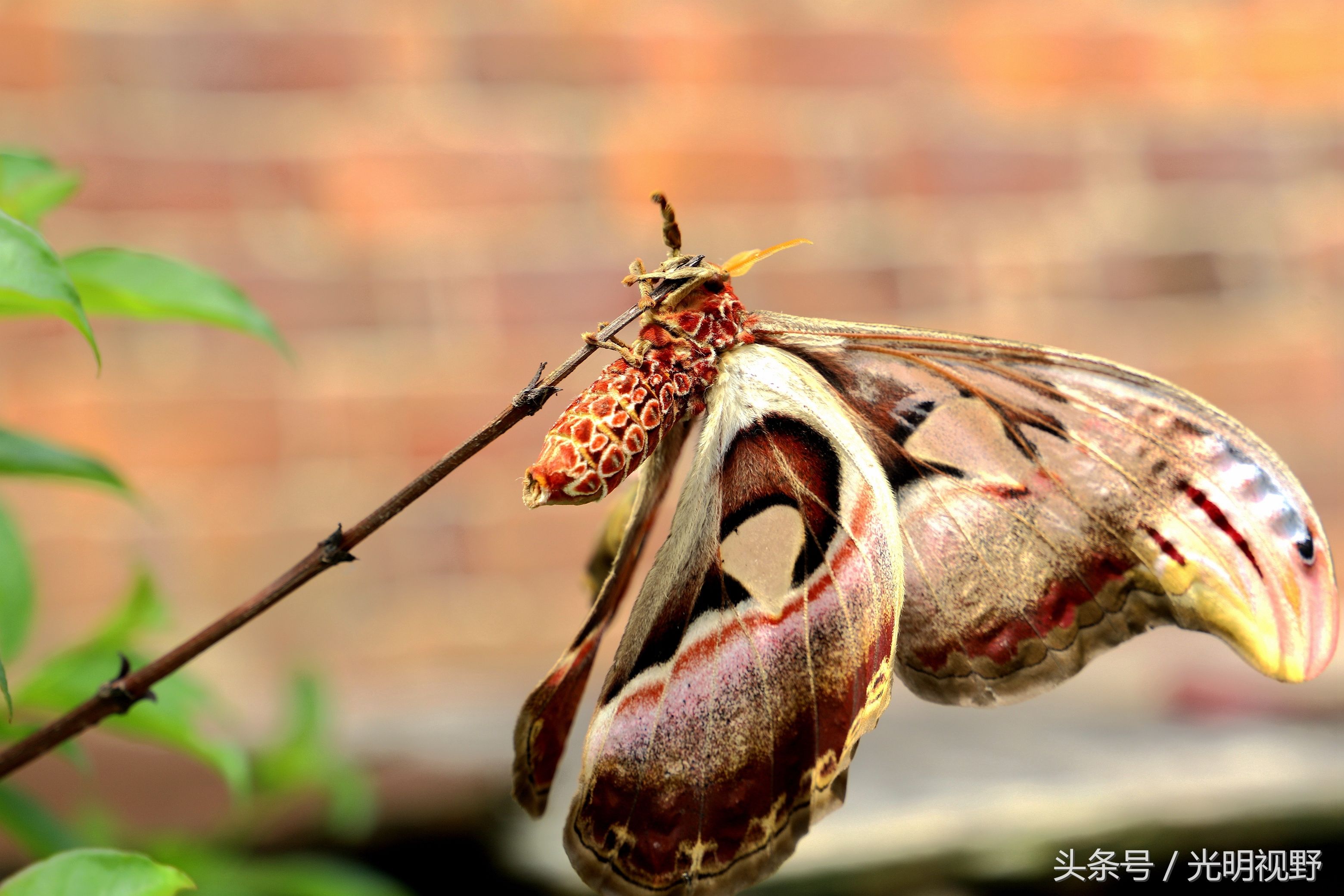 江西安福:世界最大蛾类山村集会,属于受保护