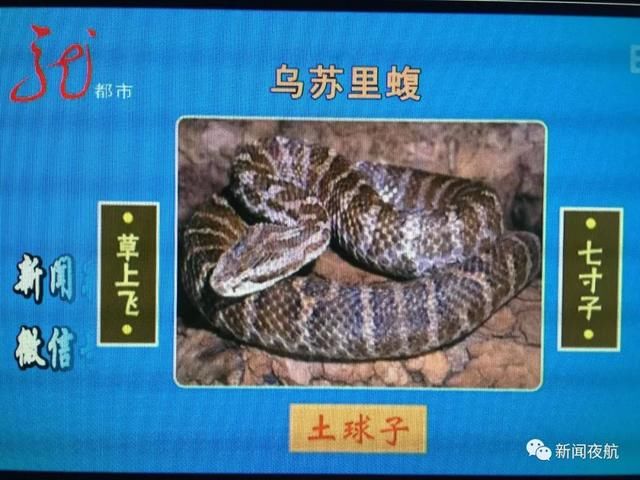 有毒!男子上山挖野菜被“土球子”袭击,紧急救治!医生说:切不