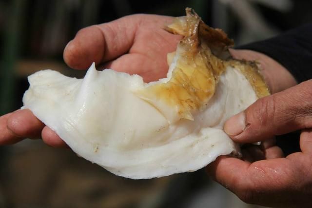 吃什么东西可以增强人体免疫力 t01810eed90b4b9ff0f.jpg