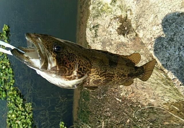 老家河里捞起几只虾，拿它当饵，钓起这种鱼，野生的要70一斤！