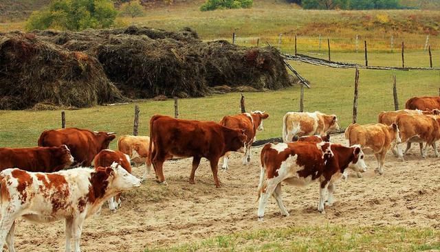 农村肉牛养殖致富路,只有科学养殖,才能养出如