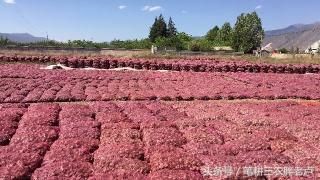 “蒜你贱”“豆你玩”“花生殇”……今年农作物怎么了？伤农何时