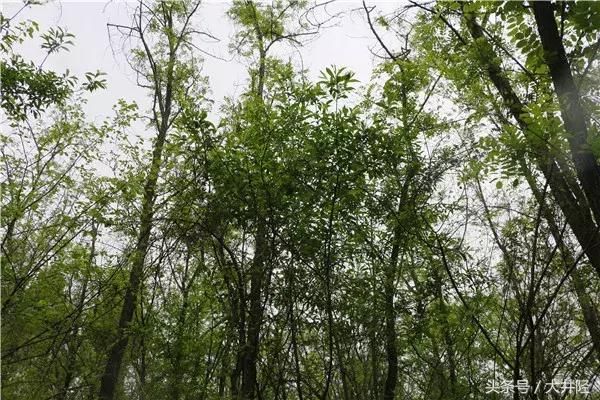 井陉好去处！健步如飞登祖山！“走四方杯”职工健步活动圆满成功