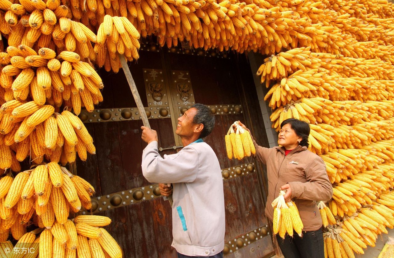 农民丰收节图片展板