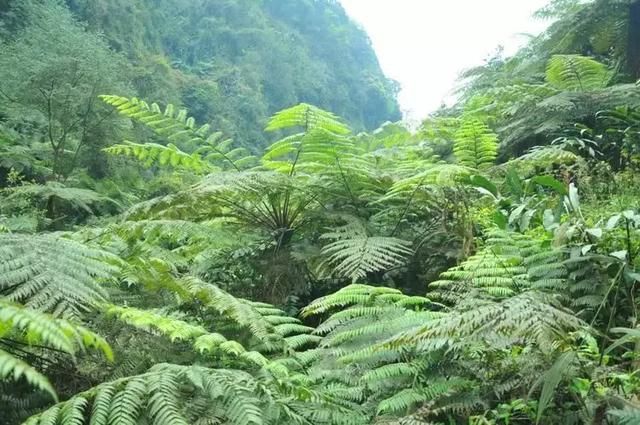 比都江堰还牛！成都南边这个小城，美景美食冷门到极致，1.5h到！