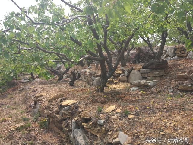 20年前这里开采过铁矿石，现在已经变成果园，结出的水果适合补铁