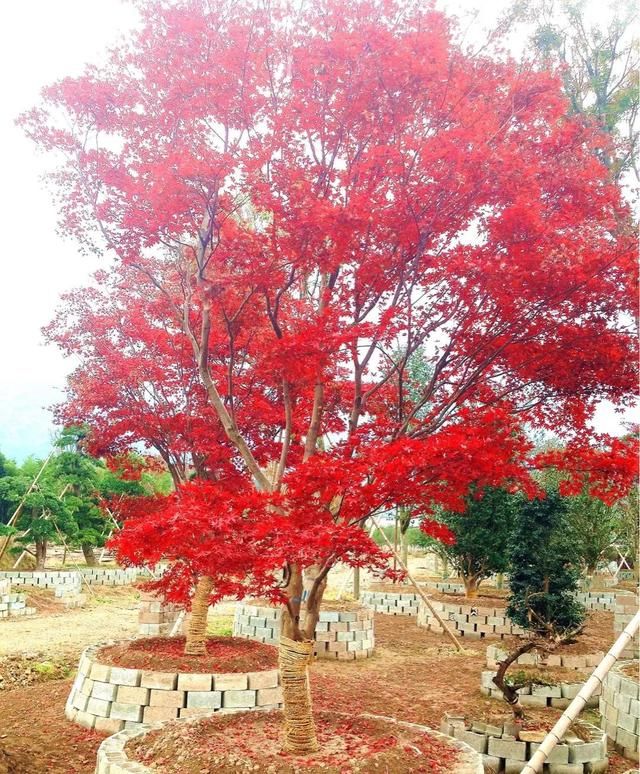 有钱任性！土豪们最爱选的庭院树，你选对了吗？