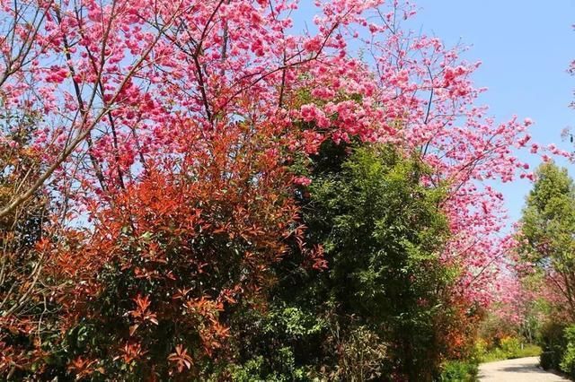 玉溪最全赏花攻略来了，花海之约不要错过!