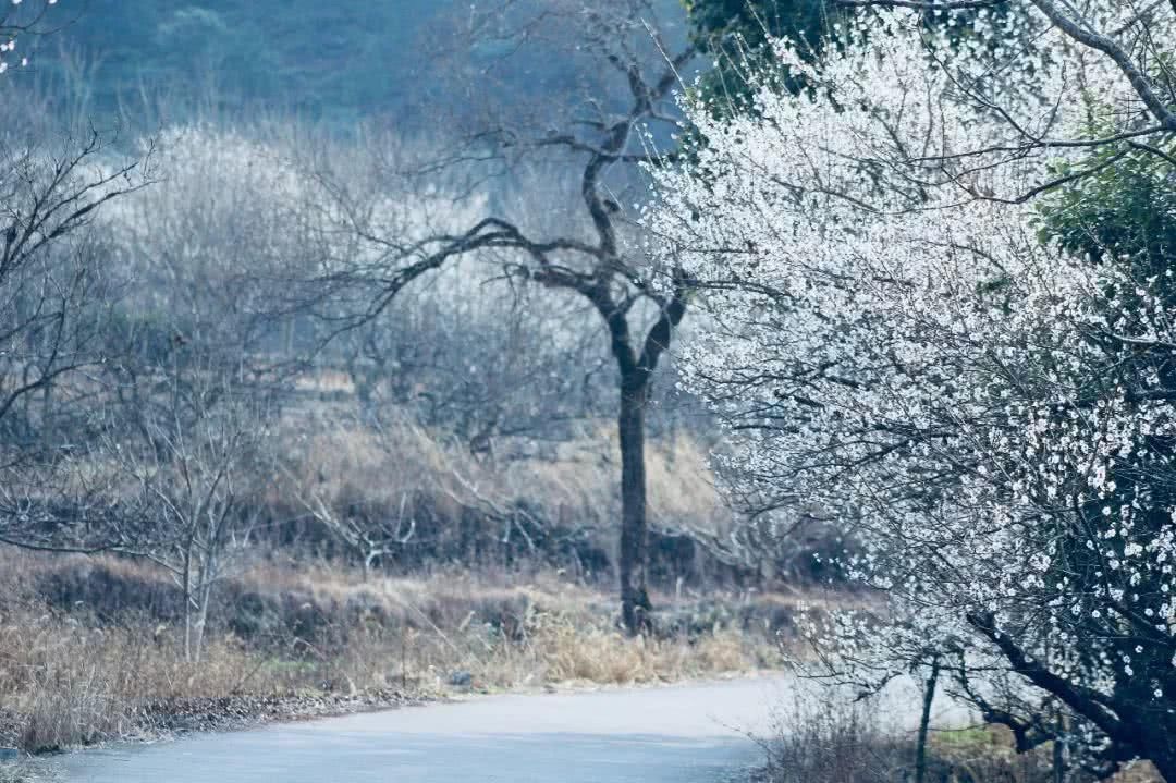 上岙村,天台最大赏梅基地