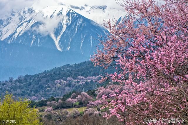 再过1个月，今年第一场桃花盛宴将在西藏开启，惊艳世人