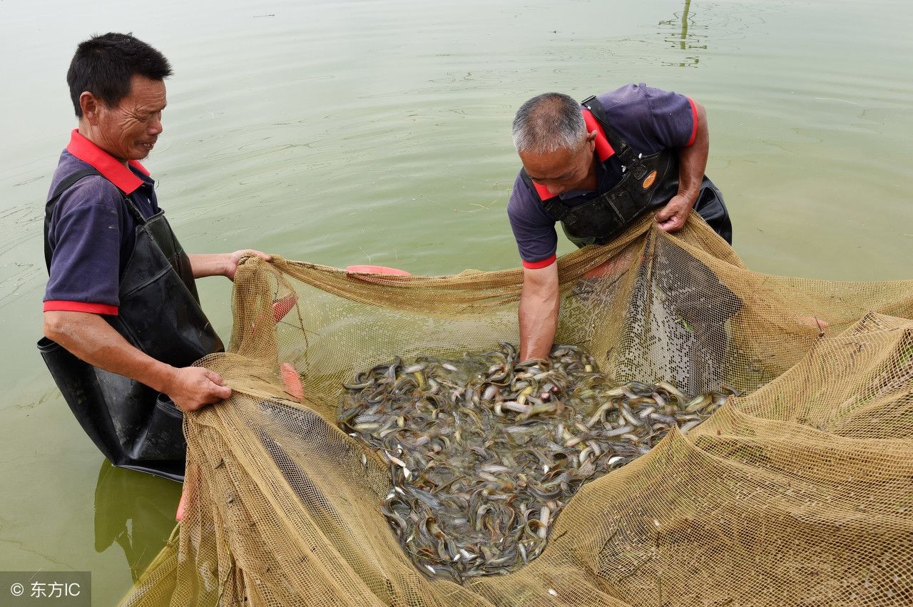 15张图片看完你还能肯定你吃到的都是野生食物么?