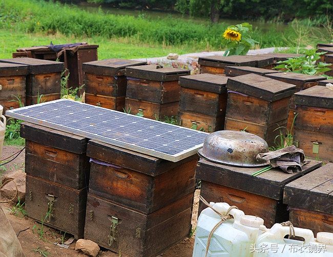 以花为伴酿造甜蜜生活的养蜂人,一年收入30万