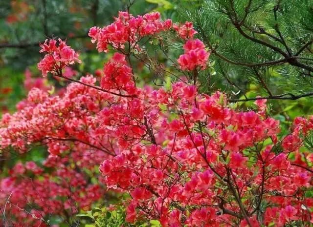 河南这5个地方的野生杜鹃山都染红了天！趁着假期赶紧看花去