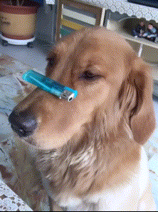 搞笑gif图:洗头技术哪家强,我只服背着一口大水缸洗的 搞笑gif图:洗头技术哪家强,我只服背着一口大水缸洗的