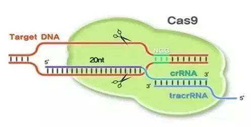 衰老可以被“治愈”?科学家的回答是肯定的