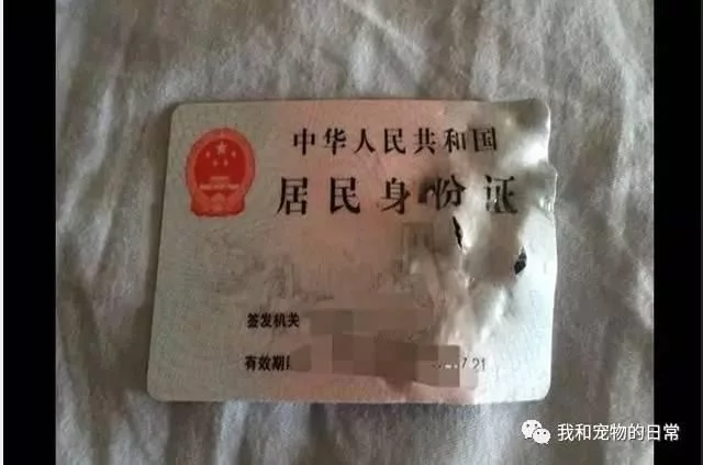 主人拿刀吓唬二哈,二哈宁死不屈,十八年后你哈二爷又是一条好汉!