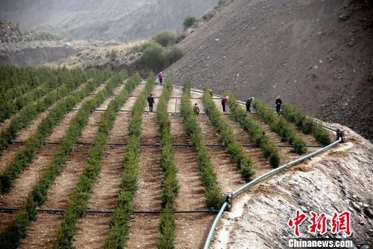 祁连山下栽树忙 治理矿区生态恢复提升地表植被