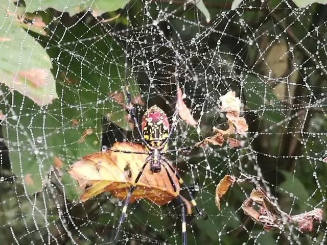 天台山的七只蜘蛛又美又有禅意！