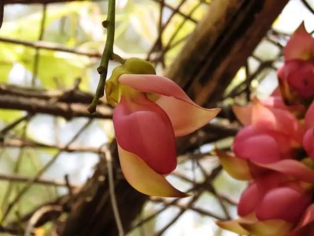 周六免费!广州附近这片禾雀花海没爆了,千万别错过了...