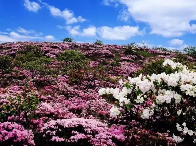 四川最美的城市，这里有峡谷、林海、古村、花海...