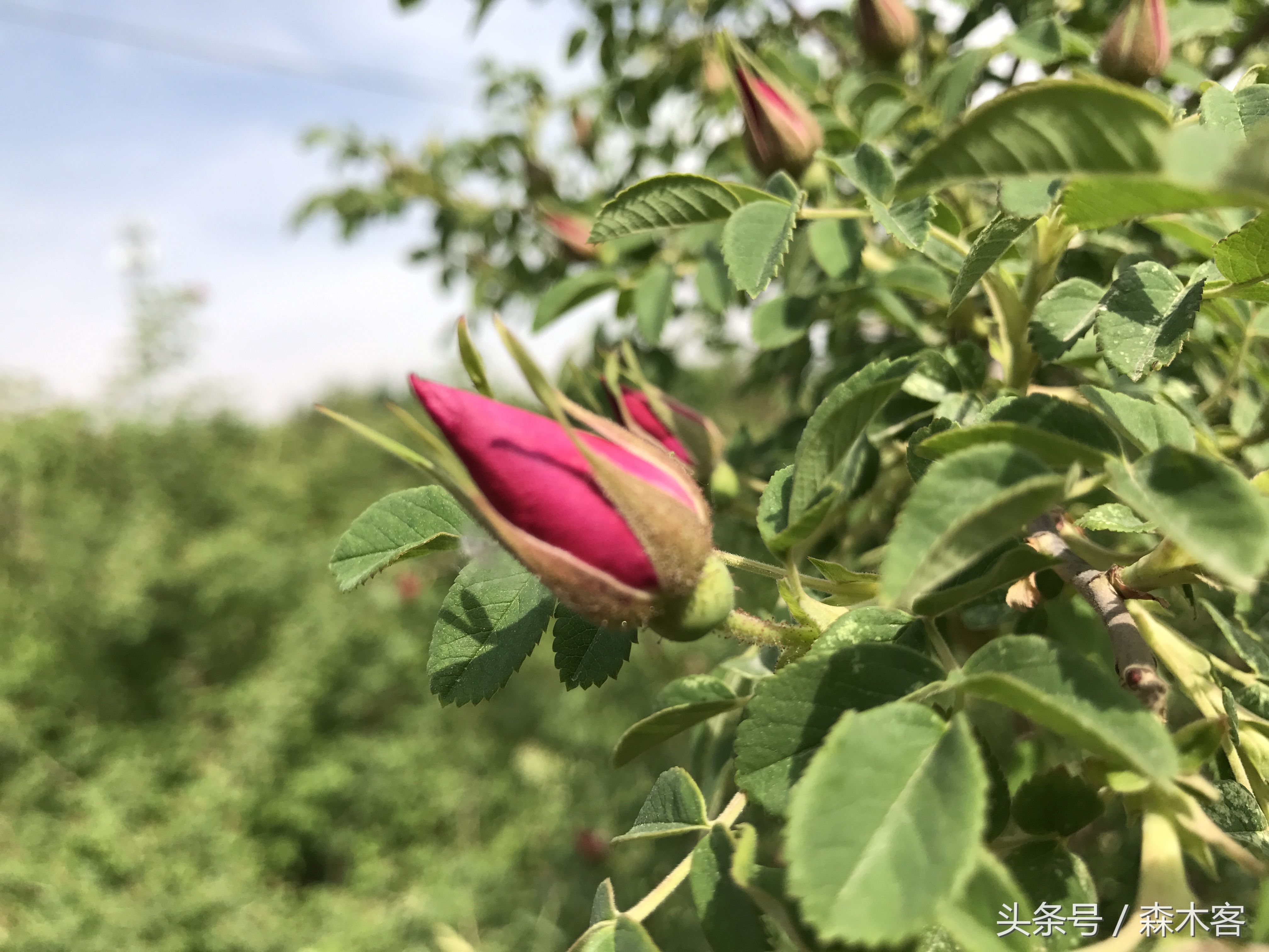 兰州的苦水玫瑰开了 遇见一位玫瑰花般的女子 摘花登山拜佛