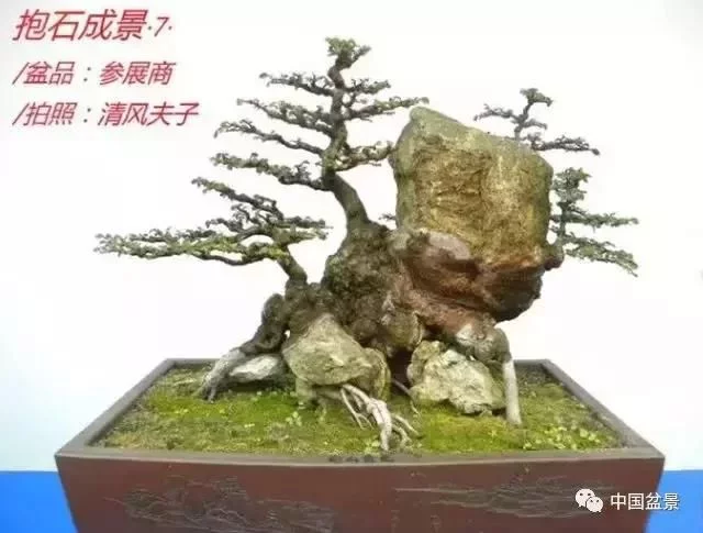 欣赏典雅新奇抱石盆景,学习抱石盆景制作技巧 - 武汉老徐 - 武汉老徐的博客 欣赏典雅新奇抱石盆景,学习抱石盆景制作技巧 - 武汉老徐 - 武汉老徐的博客