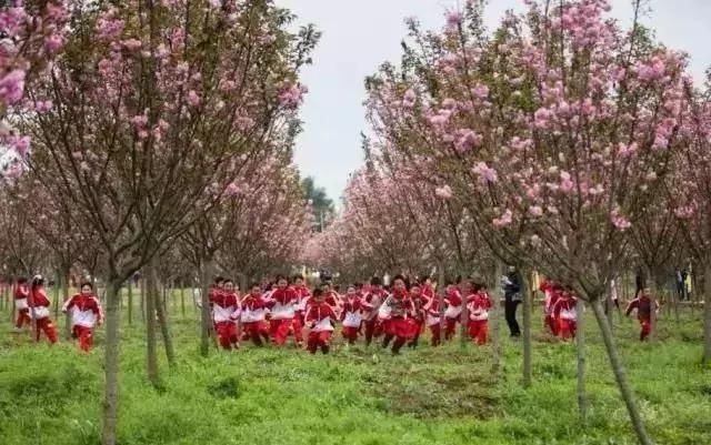 春天来了~成都周边6大樱花海惊艳盛放等你到来~