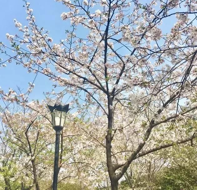 不用浪费钱去日本了！高铁直达粉色浪漫地，成都最快4小时飙拢！