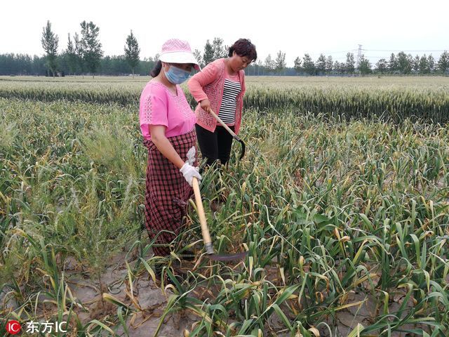 价格不抵人工费，百余亩蒜薹刚成熟，农民用镰刀割掉扔地里