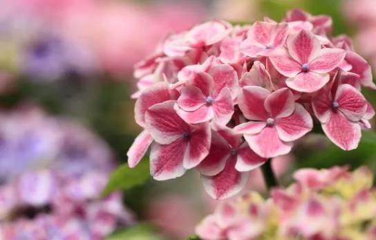 温度越来越高了,绣球花到底该怎么养?