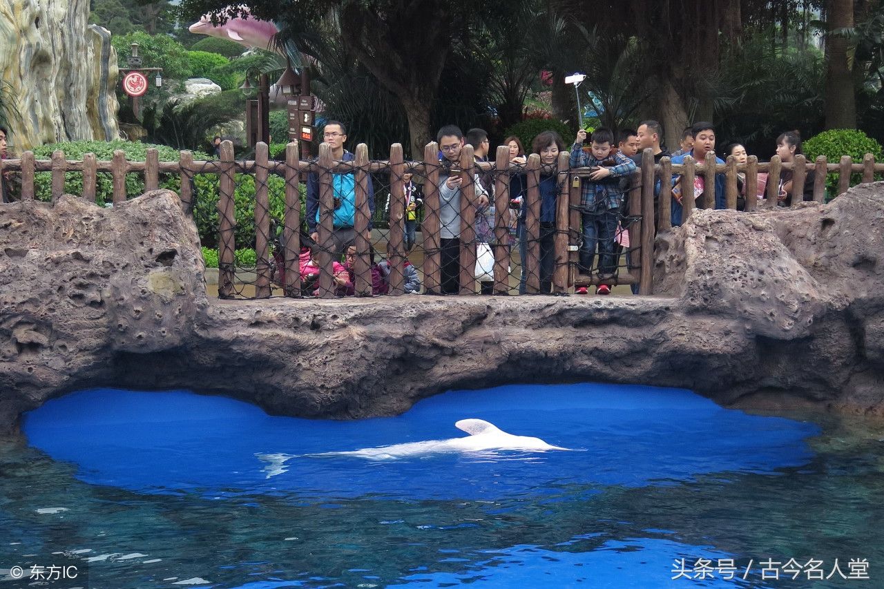 长隆海洋王国,全球顶级主题公园!350元门票究