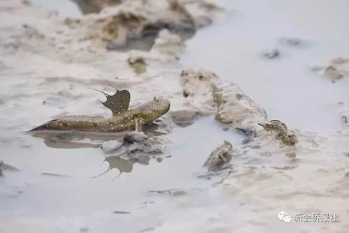 江门的这种鱼，被誉为“鱼类中的天才”！盛夏吃它正当时~丨寻味