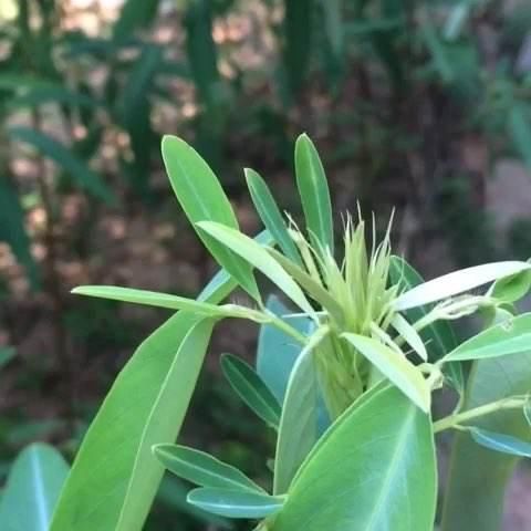 每日一花：音乐一响她就动神奇的跳舞草