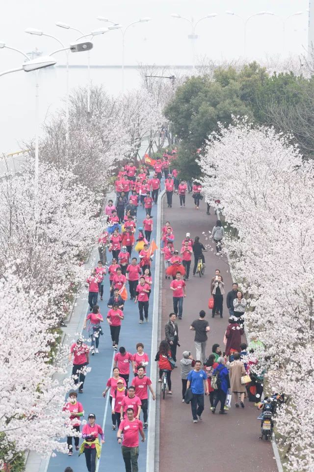 5000人一起徒步看樱花？！人从众，花美，人更美！